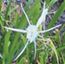 Spider lily