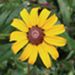 Black-eyed Susan
