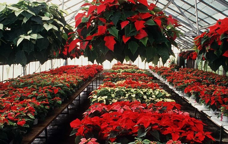 Figure 1. Poinsettias grown in a greenhouse.