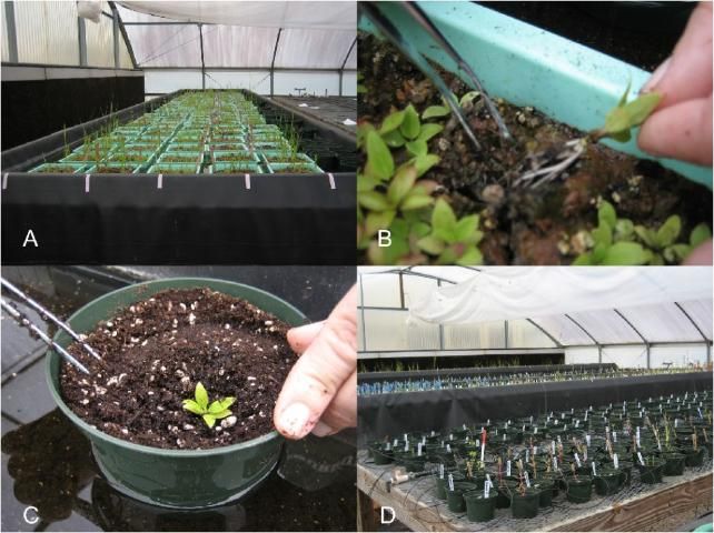Figure 3. Plants emerge from the seed bank assay three months after set up (A), are removed from seed bank trays (B), and are recorded and discarded if identity is known. If identity is unknown, plants are repotted (C), and grown out in ponded or drip-irrigation benches (D).