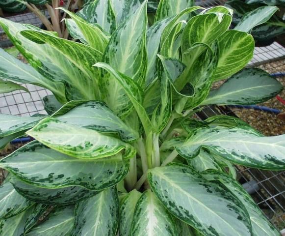 Figure 2. Aglaonema 'Golden Bay,' parent of Aglaonema 'Emerald Bay,' performs well in commercial interiorscape conditions.