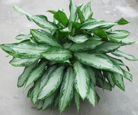 Figure 1. A mature Aglaonema 'Emerald Bay' grown in an 8-inch (3.9 L) container.