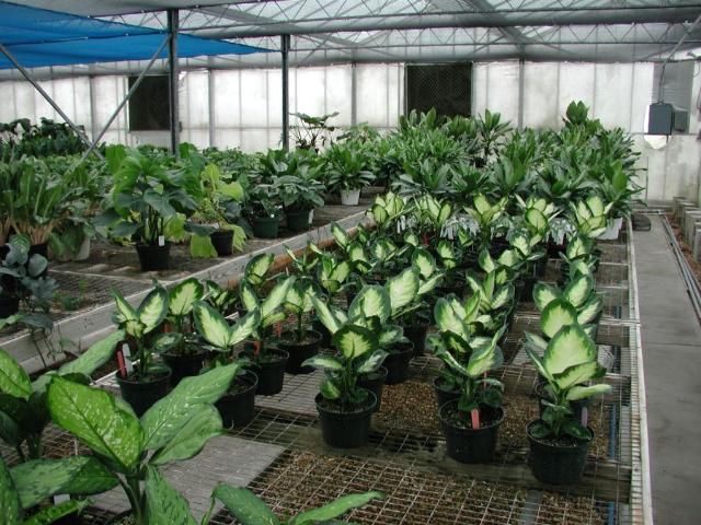 Figure 4. Growth studies, conducted at the Mid-Florida Research and Education Center in Apopka, FL are a key component in the evaluation process for the new Dieffenbachia cultivar above.