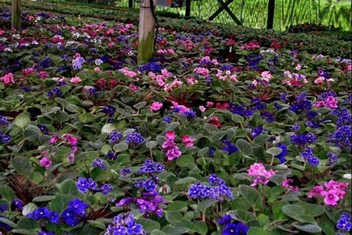 Figure 1. Their bright flowers and multiple colors and sizes along with their velvety, evergreen leaves make African violet plants consumer favorites.