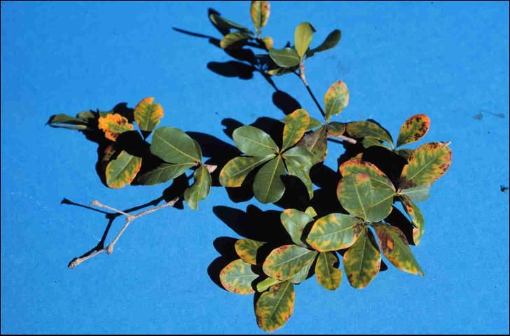 Figure 6. Potassium deficiency in black olive (Bucida buceras).