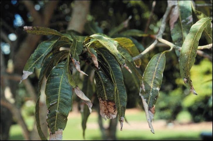 Figure 5. Potassium deficiency in mango (Mangifera indica).