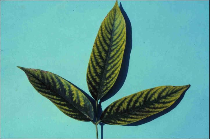Figure 12. Magnesium-deficient older leaf of Lonchocarpus sp.
