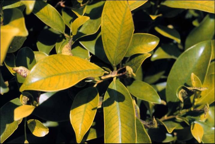 Figure 19. Manganese deficiency in Indian laurel (Ficus microcarpa).