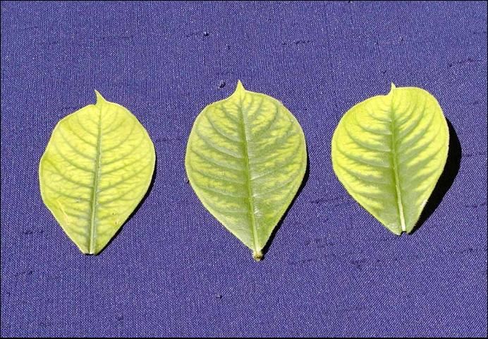Figure 11. Magnesium-deficient older leaves of allamanda (Allamanda cathartica).
