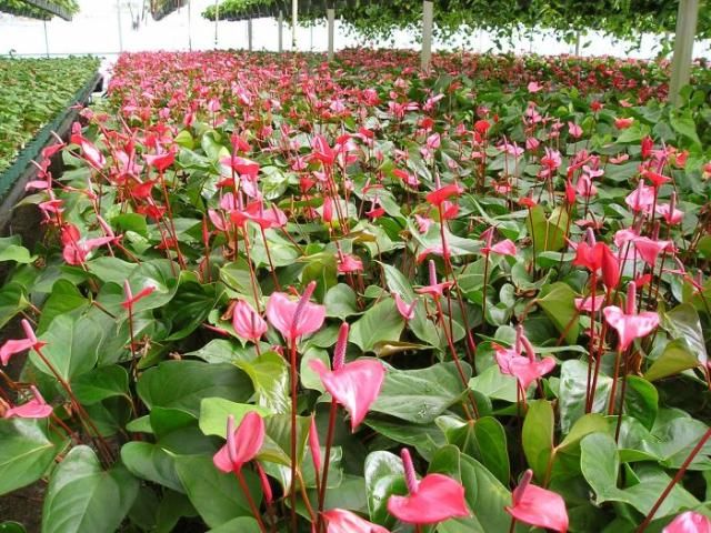 Figure 3. A greenhouse crop of container-grown Anthurium 'Red Hot' in a commercial nursery in Apopka, Florida.