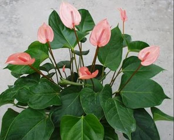 Figure 1. A mature Anthurium 'Orange Hot' that was grown in a 1.6 L (6-inch) container.