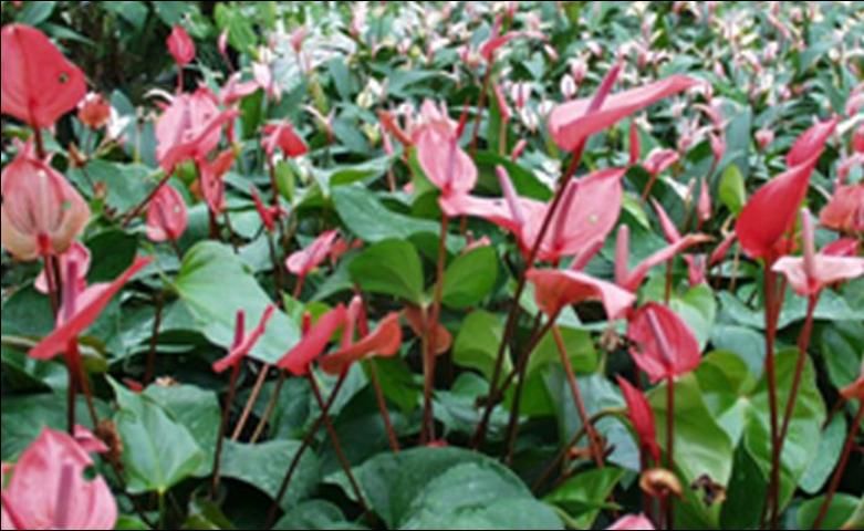 Figure 1. Anthurium 'Red Hot' plants growing in a commercial Florida foliage plant nursery.