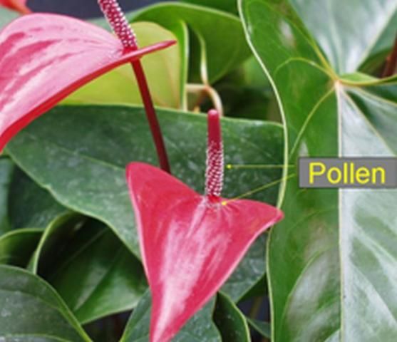 Figure 4. Anthurium flowers that are producing pollen. They can no longer be used as a female parent.