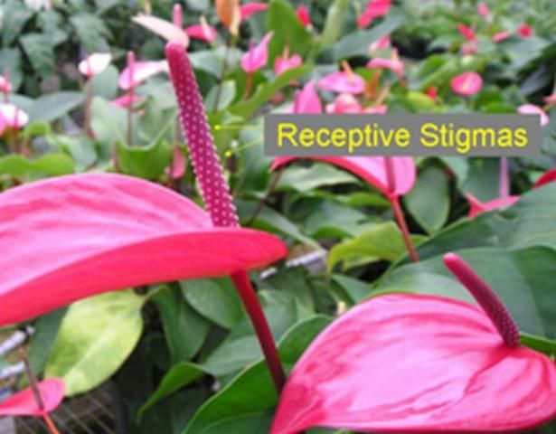 Figure 2. An Anthurium spadix with receptive stigmas that are ready to be pollinated.