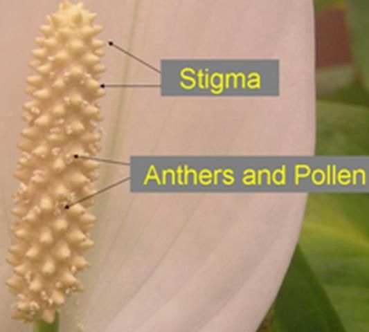 Figure 5. Spathihyllum flowers that are producing pollen. Stigmas are no longer receptive and cannot be successfully pollinated.