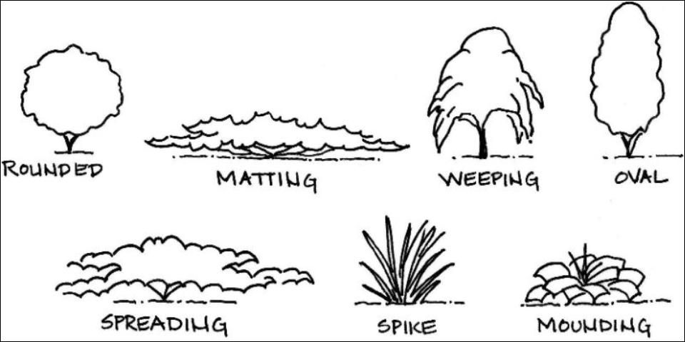 Figure 13. Plant forms.