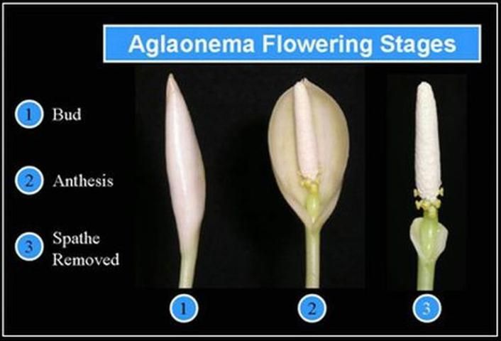 Figure 6. Three stages of Aglaonema flowering including bud, anthesis and an inflorescence with the spathe removed for ease in pollination.