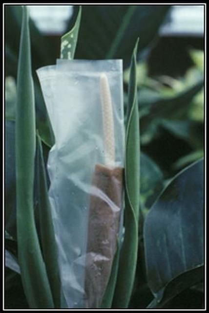 Figure 9. A newly pollinated Dieffenbachia inflorescence is wrapped in wet paper towel and enclosed in a plastic bag for 24 hours to ensure pollen germination.