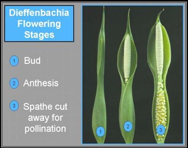 Figure 5. Three stages of Dieffenbachia flowering including bud, anthesis and an inflorescence with the spathe removed for ease in pollination.