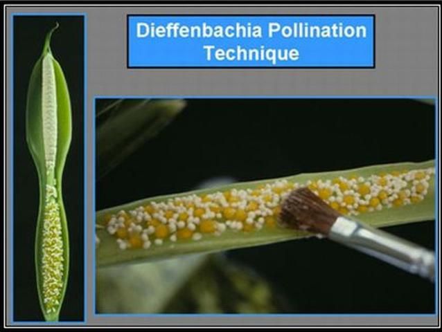 Figure 7. Pollen of both Aglaonema and Dieffenbachia can be transferred using a soft brush.