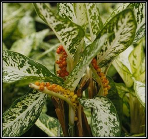 Figure 10. The reddish coloration of these developing seed on a Dieffenbachia plant indicates they are nearly mature.