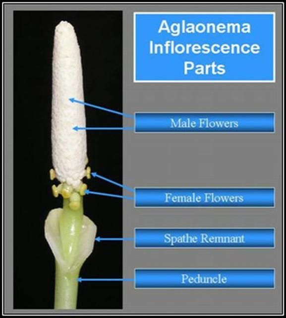 Figure 3. Above is a close-up view of an Aglaonema inflorescence showing the male and female flowers.