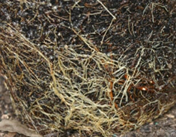 Figure 3. Roots on the outside surface of the rootball can inhibit growth of roots into surrounding soil and can later cause health problems for the shrub.