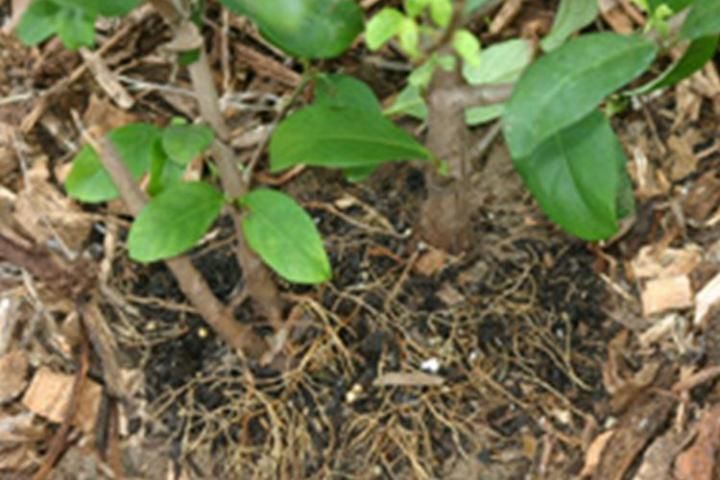 Figure 8. Mulch should be spread about 3 inches thick around the rootball. No mulch should be spread over the rootball.