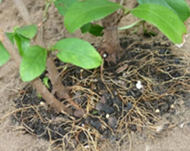 Figure 7. Soil should be firmly placed but not packed tightly around the rootball. No soil should be placed on top of the rootball.