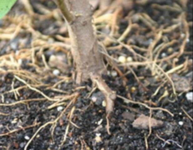 Figure 1. The point where the first roots emerge from the trunk (called the flare) should be visible prior to planting. The flare represents the transition zone between the trunk and the roots. Soil and media should be removed to expose the top of the flare prior to planting.