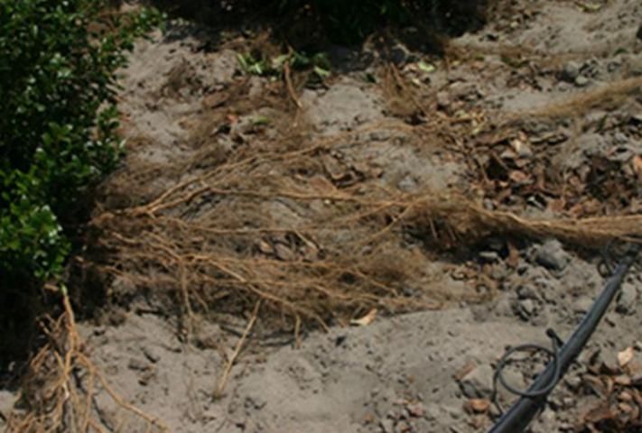 Roots eventually grow out from the dimensions of the container into the surrounding landscape soil, extending well past the edge of the shrub foliage. Once roots are established in this fashion, shrubs are very tolerant of drought.