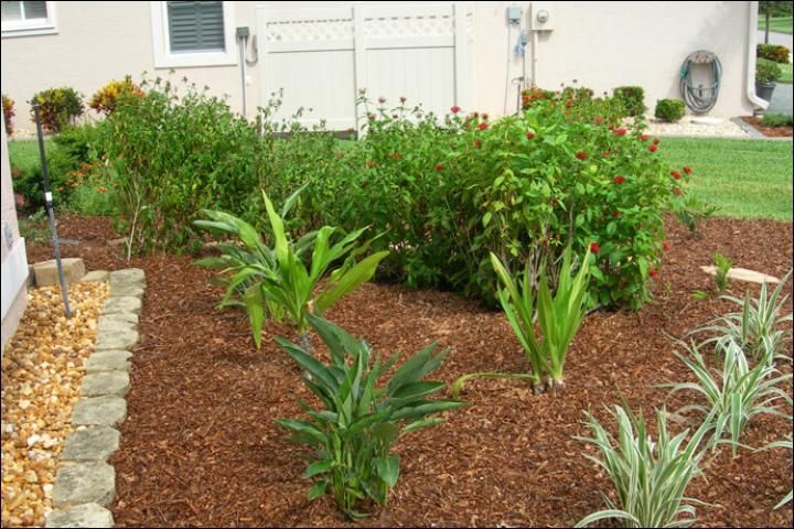 Figure 7. AFTER Florida-Friendly landscape renovation -- June 2009. The overgrown plants and some of the sod were replaced with a greater variety of plants. The newly installed plants require a thick mulch layer to reduce moisture loss and prevent weeds. These plants will grow quickly and cover the mulch and foundation gravel.