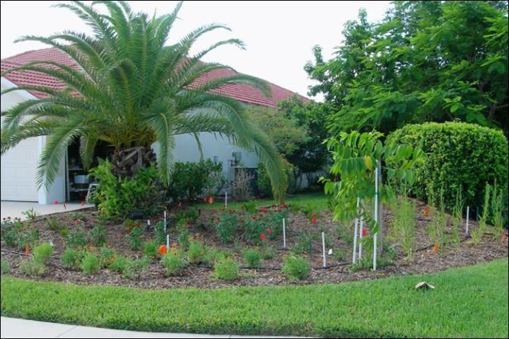 Figure 4. After Florida-Friendly landscape renovation – June 2009. A Canary Island date palm has been retained in the landscape, and the sod area has been reduced to make room for a large bed with a variety of plants, including seaside goldenrod, pentas, blackeyed susan, gaillardia, and coontie. The diverse plantings are visually appealing and also attract birds and butterflies. The white markers indicate the location of underground utilities in the new bed.