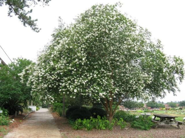 Crapemyrtles form a round canopy when planted in full sun with room for plant growth.