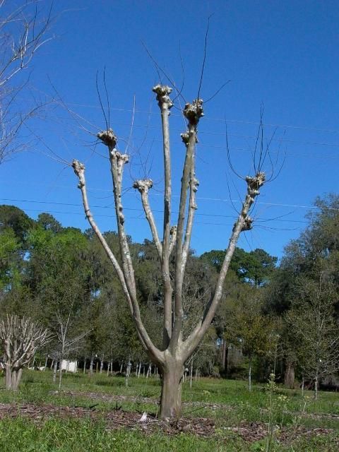 A crapemyrtle that has been pruned using the pollarding method. 