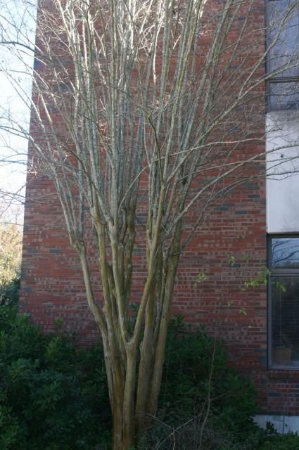 Crapemyrtle shape becomes more upright as pruning severity increases.