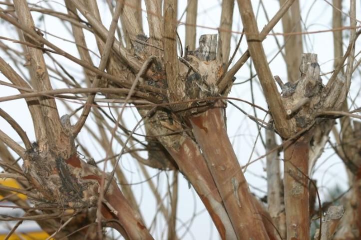 Large branch stubs caused by topping.