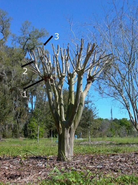 A crapemyrtle that has been topped. "Crape murder" consists of topping at position 1 in the first year, position 2 in the second year, and position 3 in the third year, whereupon topping in the fourth year often occurs below position 1 and repeats the sequence in subsequent years. 