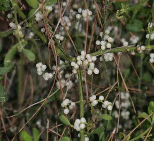 Figure 3. Mistletoe, a native plant, is parasitic in oak trees. Mistletoe is the host for the great purple hairstreak, which ranges from North Central Florida through the Panhandle. (Photo: Kathy Malone)
