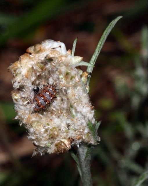 Figure 6. American lady larva in a cudweed flower head (Photo: Kathy Malone)