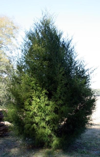 Figure 4. Red cedar (Photo: Kathy Malone)