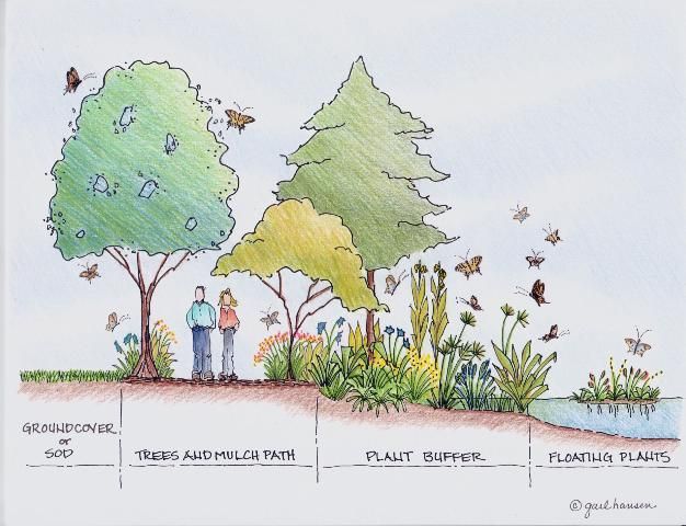 Figure 10. Example of planted pond cross section and suggested plantings with associated butterflies (Illustration: Gail Hansen)