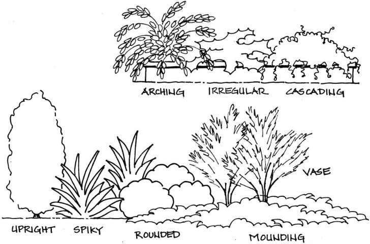 Figure 2. Common shrub forms.