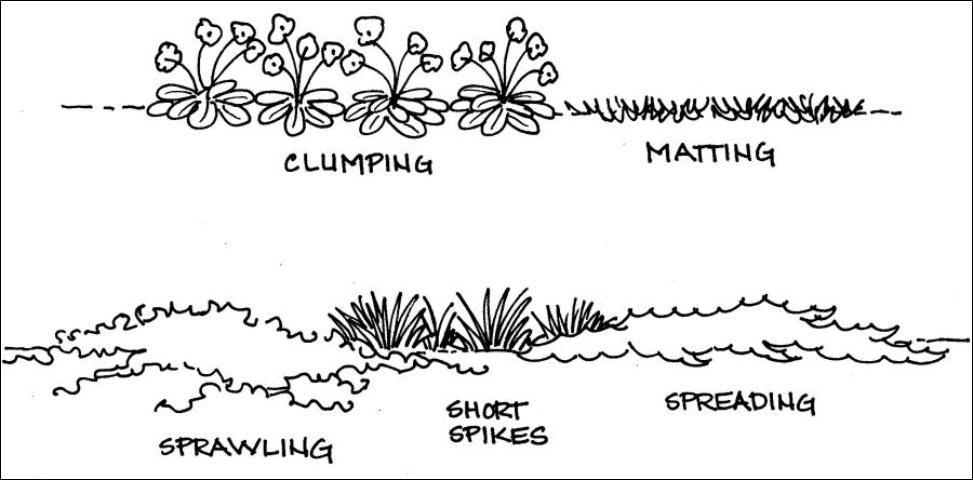 Figure 3. Common groundcover forms.