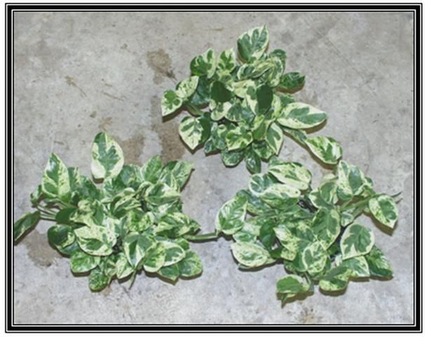 Figure 1. Pothos 'Pearls and Jade'® plants grown in 4 in. diameter (0.6 L) pots.