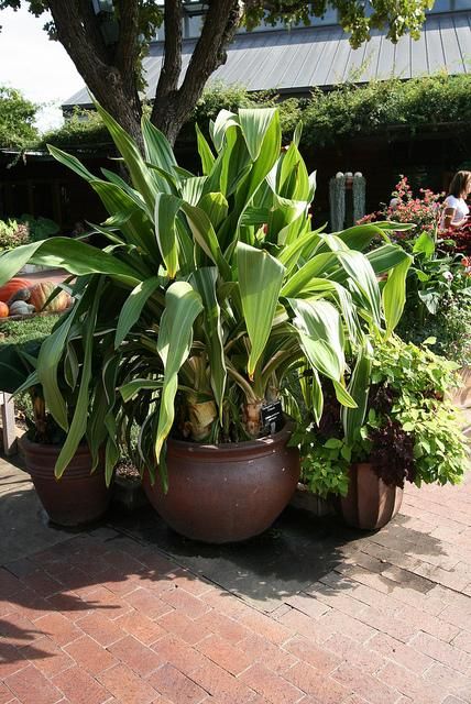 Figure 13. Containers with large foliage plants are low-care and attractive.