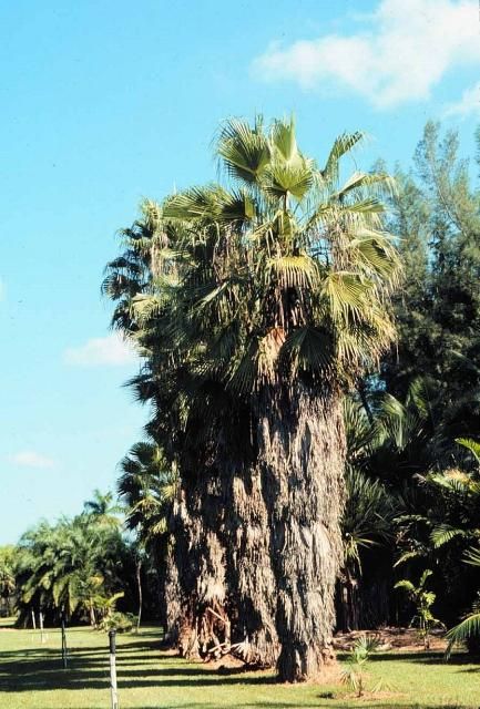 Figure 10. Relatively young Mexican fan palms (Washingtonia robusta) in Florida still retaining their skirt of old leaves. They are just beginning to fall off.