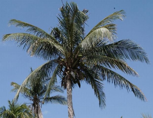 Figure 22. A coconut palm (Cocos nucifera) with 16 leaves.