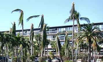 Figure 13. Overpruned coconut palms after hurricane Wilma.