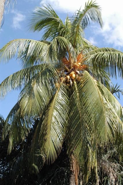 Figure 21. A properly fertilized coconut palm (Cocos nucifera) with a full rounded canopy of 26 leaves.